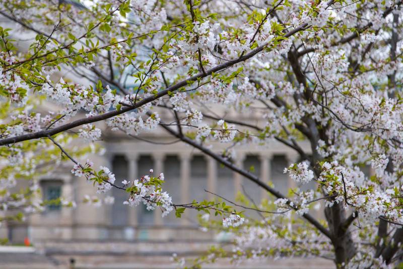 Cherry Blossoms at MSI Chicago