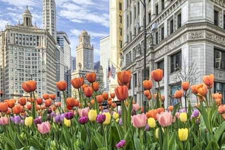 Michigan Ave Tulips