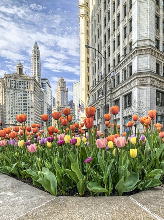 Michigan Ave Tulips