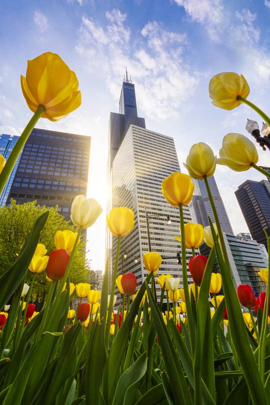 Chicago Tulips & Willis Tower Morning