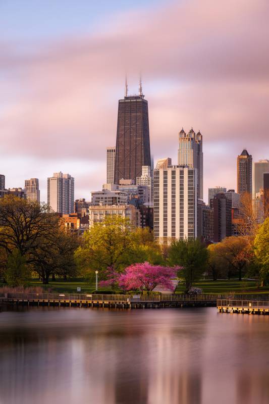 Glowing Redbud Tree in Lincoln Park