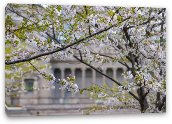 Cherry Blossoms at MSI Chicago Fine Art Canvas Print