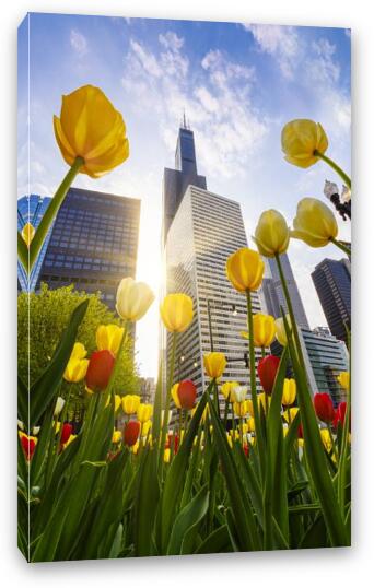 Chicago Tulips & Willis Tower Morning Fine Art Canvas Print