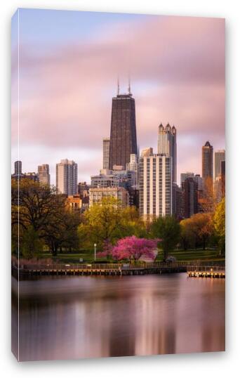 Glowing Redbud Tree in Lincoln Park Fine Art Canvas Print