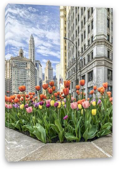 Michigan Ave Tulips Fine Art Canvas Print