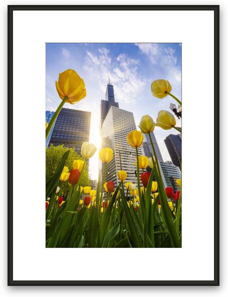 Chicago Tulips & Willis Tower Morning Framed Fine Art Print