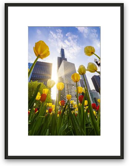 Chicago Tulips & Willis Tower Morning Framed Fine Art Print