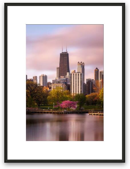 Glowing Redbud Tree in Lincoln Park Framed Fine Art Print