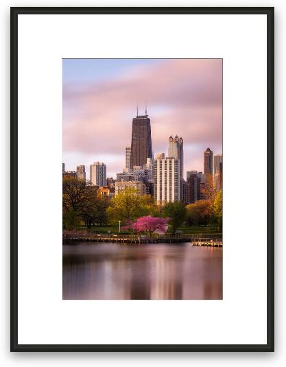 Glowing Redbud Tree in Lincoln Park Framed Fine Art Print