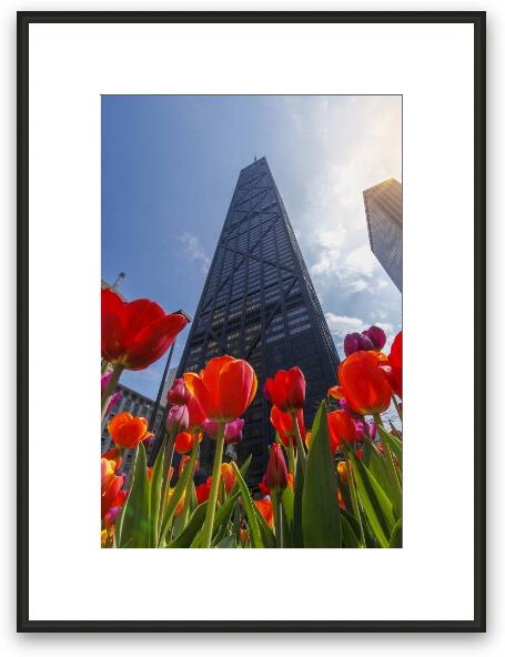 John Hancock Center with Tulips in Spring Framed Fine Art Print