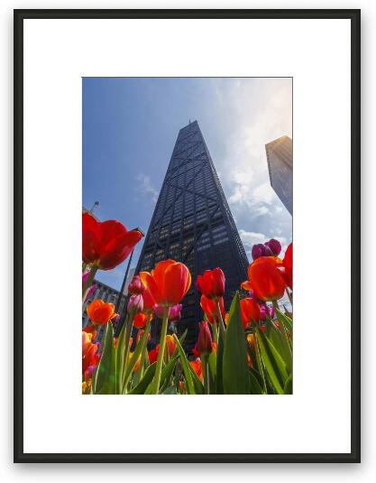 John Hancock Center with Tulips in Spring Framed Fine Art Print