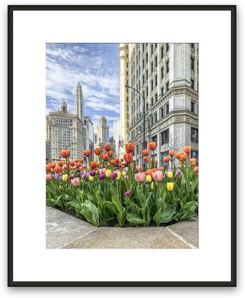 Michigan Ave Tulips Framed Fine Art Print