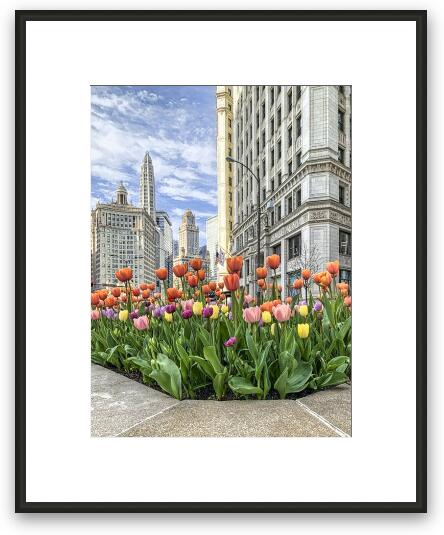 Michigan Ave Tulips Framed Fine Art Print