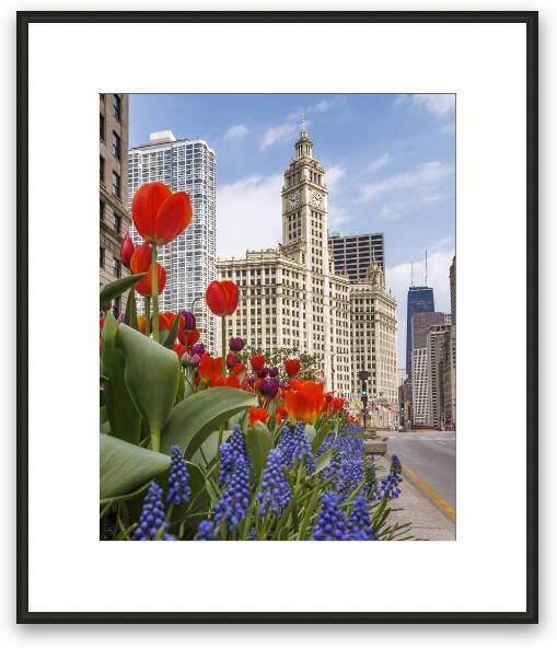 Spring Flowers Along Michigan Ave Chicago Framed Fine Art Print