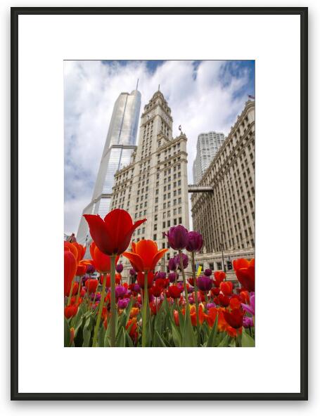 Spring Tulips at Wrigley Building Framed Fine Art Print