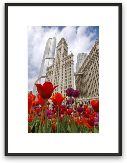 Spring Tulips at Wrigley Building Framed Fine Art Print