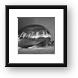 Buy Framed Print