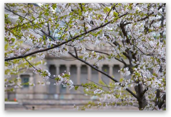 Cherry Blossoms at MSI Chicago Fine Art Metal Print