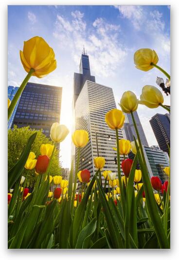 Chicago Tulips & Willis Tower Morning Fine Art Metal Print