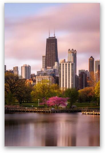 Glowing Redbud Tree in Lincoln Park Fine Art Metal Print