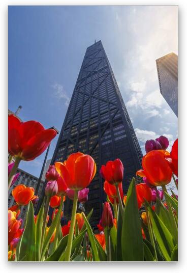 John Hancock Center with Tulips in Spring Fine Art Metal Print