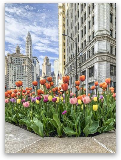 Michigan Ave Tulips Fine Art Metal Print