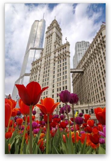 Spring Tulips at Wrigley Building Fine Art Metal Print