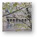 Cherry Blossoms at MSI Chicago Metal Prints