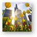 Chicago Tulips & Willis Tower Morning Metal Prints