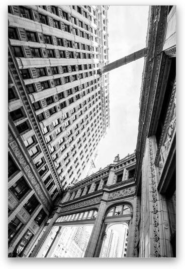 Look Up Fine Art Print