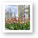 Michigan Ave Tulips Art Prints